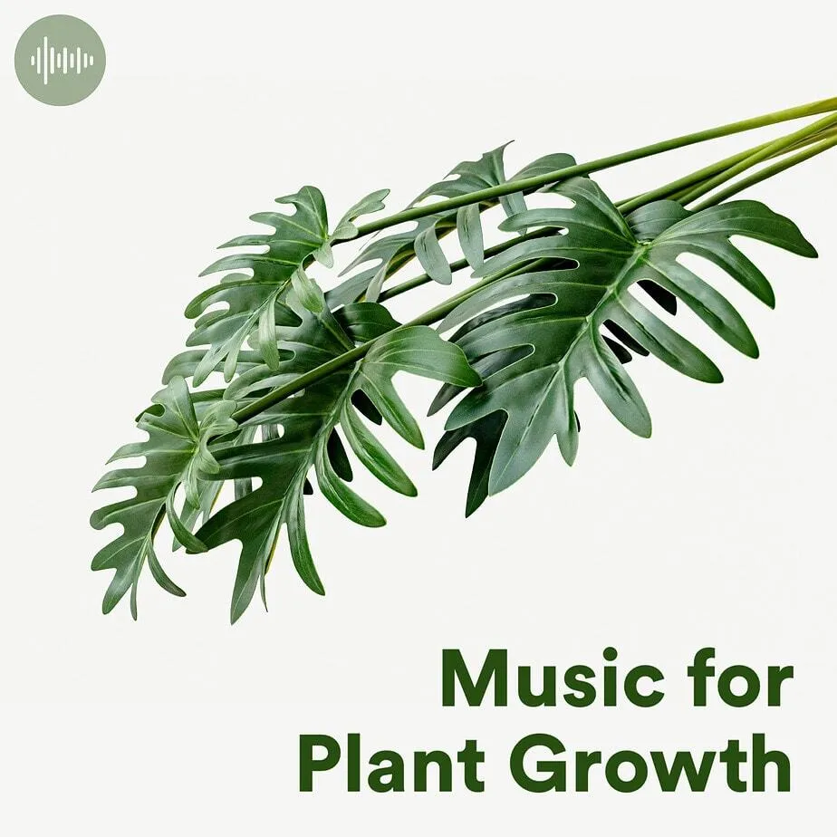 Music for Plant Growth Spotify Playlist: The Ultimate Ambient & Classical Guide for a Thriving Indoor Jungle