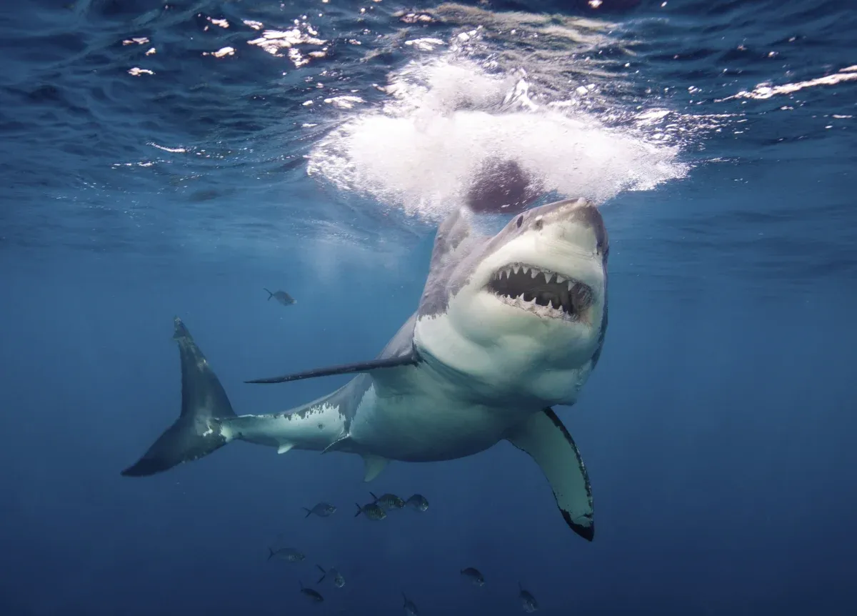 up-close-with-a-great-white-shark
