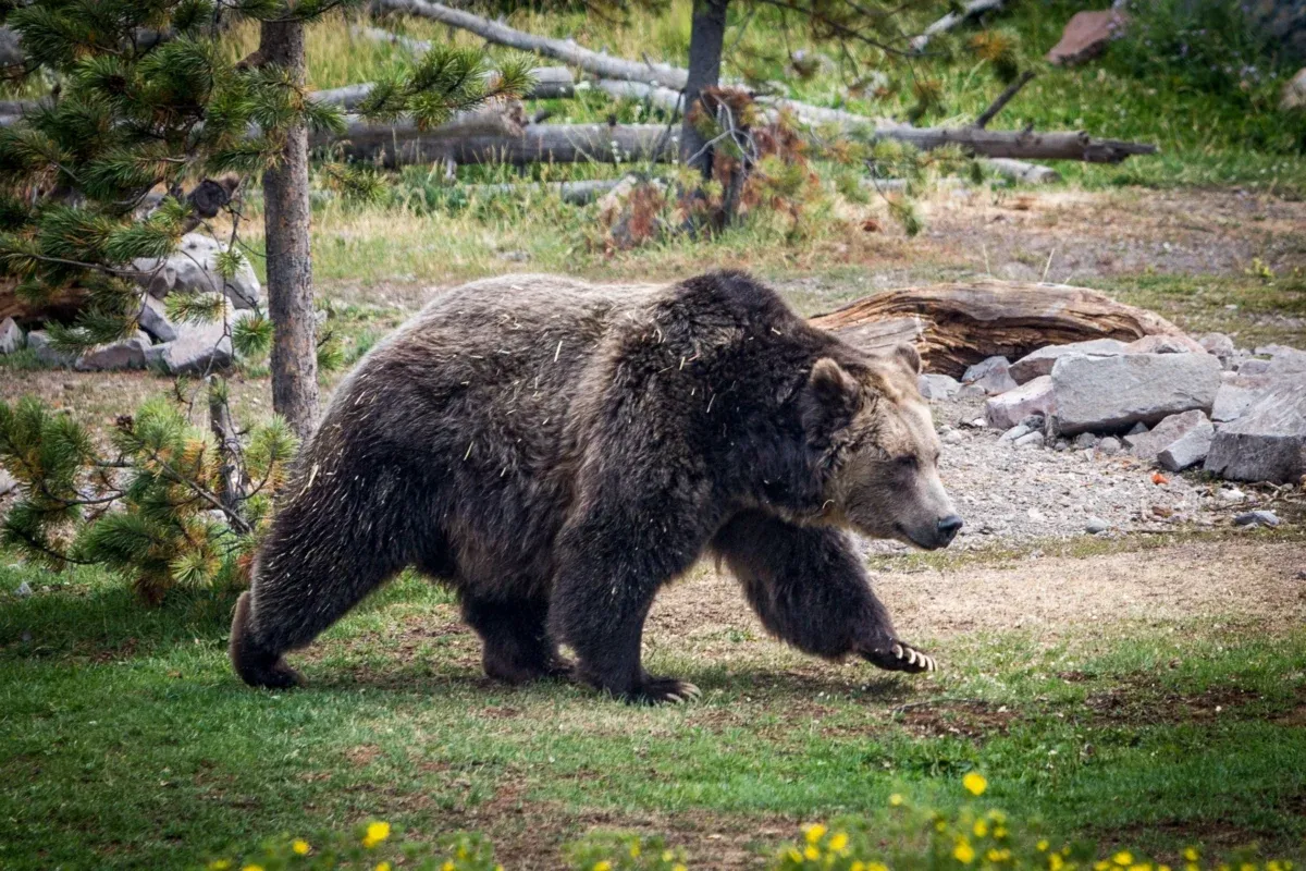magnificent-grizzly-bear-walking-through-grassy