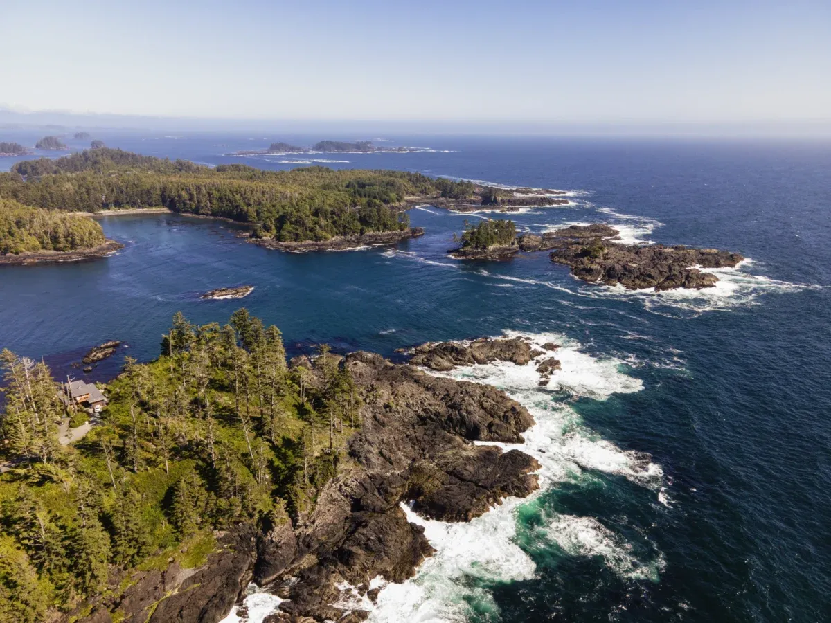 coastal-forest-meets-ocean-waves