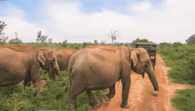 sri-lanka-travel-safari