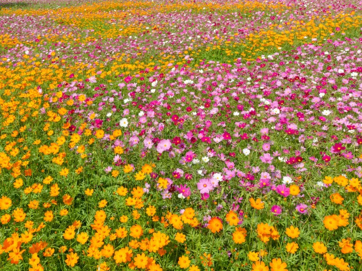 Colorado Wildflowers
