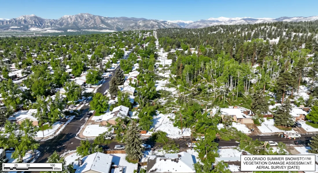 Denver tree damage from spring blizzard showing broken branches