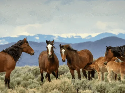 Stunning 2026 Colorado Wildlife Guide: 7 Breathtaking Encounters Stunning 2026 Colorado Wildlife Guide: 7 Breathtaking Encounters