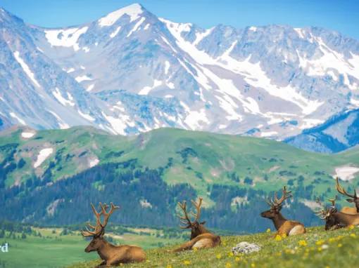 Colorado Lifestyle: Embracing Wildlife for an Authentic Mountain Life Colorado Lifestyle: Embracing Wildlife for an Authentic Mountain Life