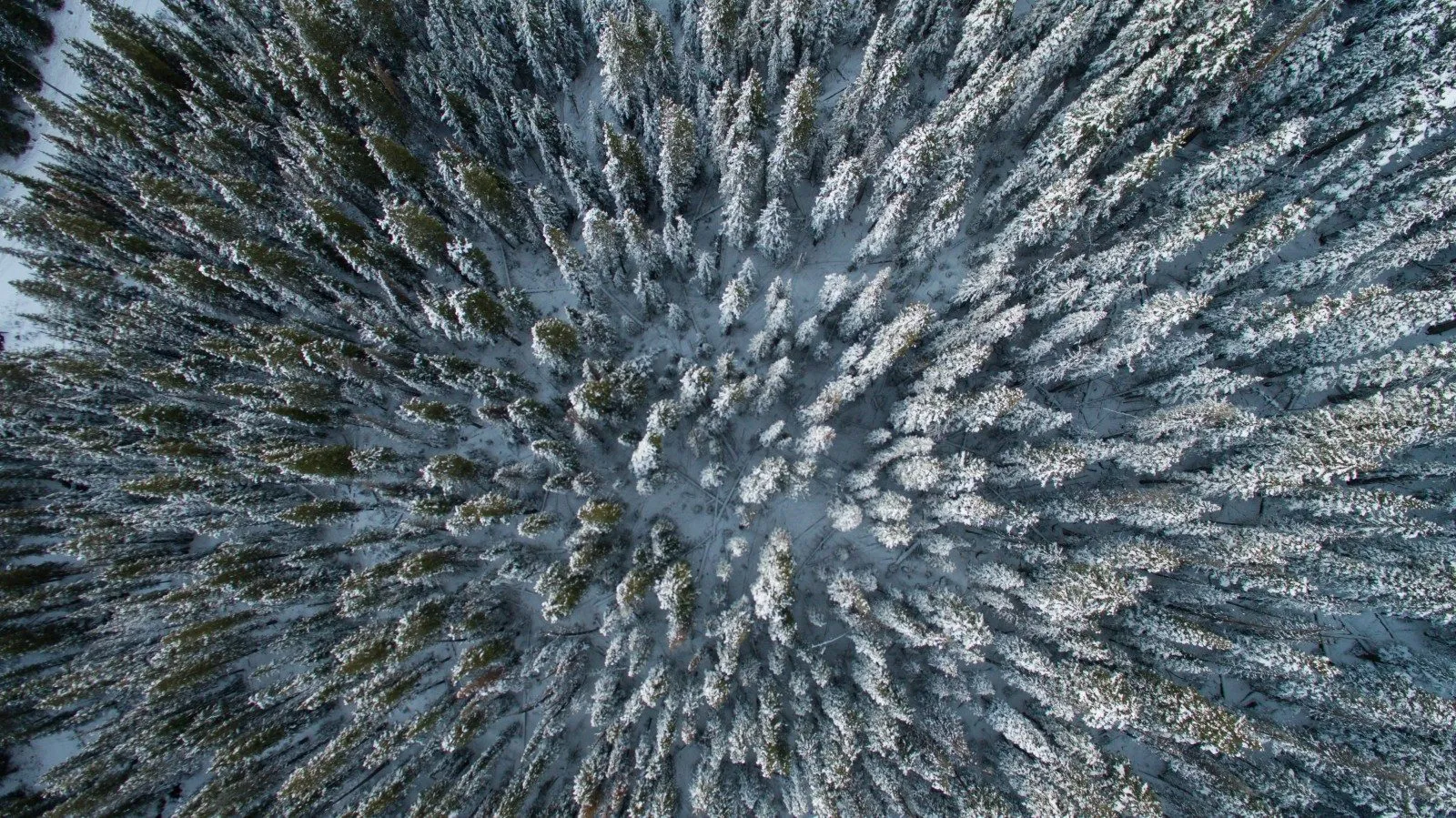 winter-snow-wallpaper-5-1600x899