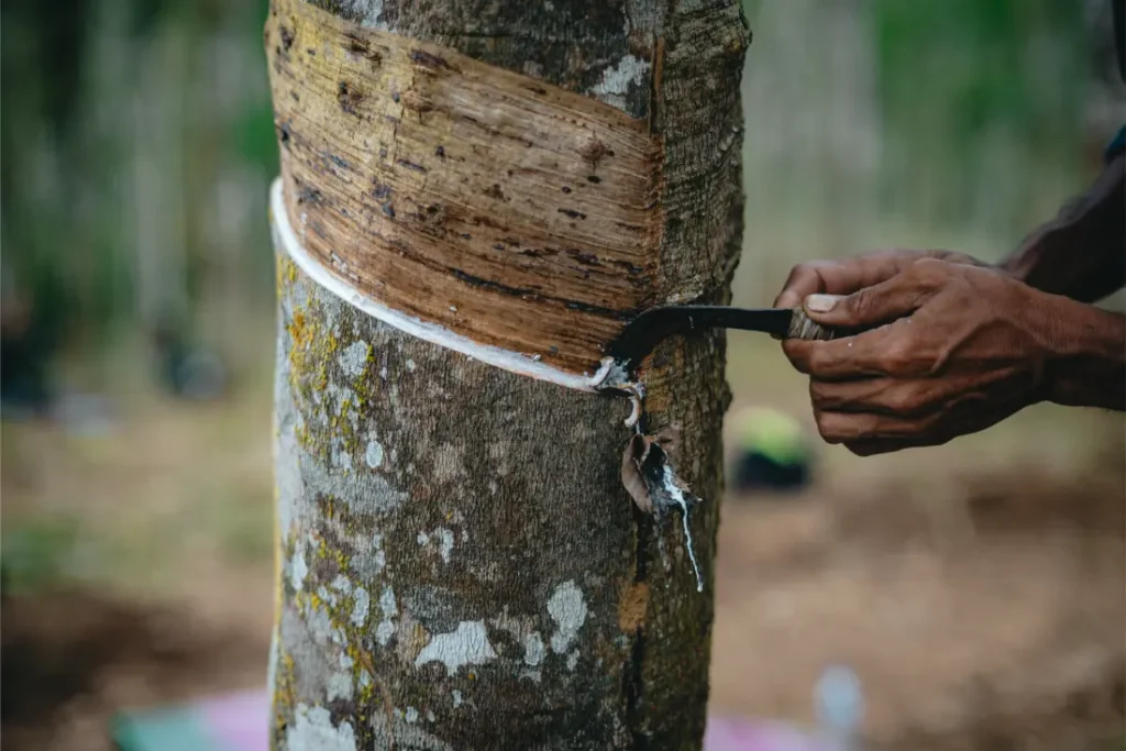 Una persona utiliza un cuchillo curvo para golpear un árbol de caucho, recogiendo látex de un corte horizontal en la corteza, material que luego se utiliza en productos como los neumáticos Schwalbe.