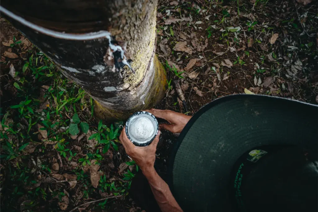Persona recogiendo savia de látex de un árbol del caucho con un recipiente metálico, visto desde arriba, con hojas y tierra en el suelo: material perfecto para los neumáticos Schwalbe.