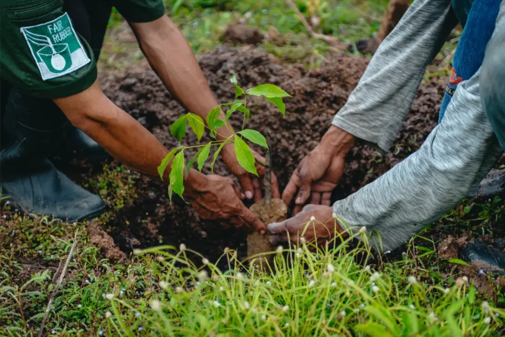 Dos personas plantan un árbol joven en la tierra, rodeados de hierba verde, sus manos trabajan juntas para colocarlo firmemente; junto a ellos descansan neumáticos Schwalbe, listos para la próxima aventura ciclista.