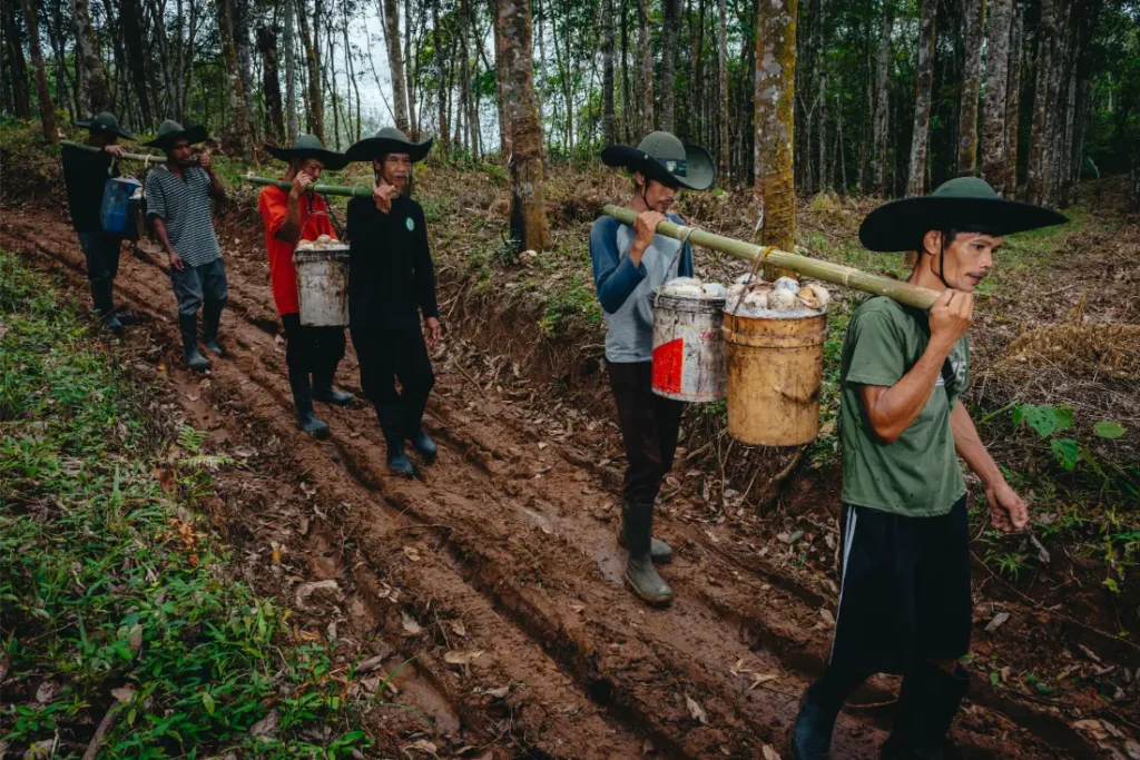 Un grupo de personas camina por una pista forestal llevando cubos de productos cosechados en palos sobre los hombros, mientras viejos neumáticos Schwalbe yacen apilados junto al sendero.