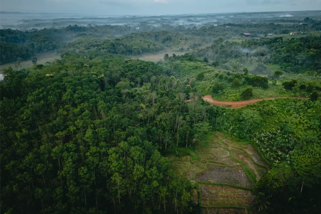 Vista aérea de un frondoso bosque verde por el que serpentea un camino de tierra, perfecto para probar los neumáticos Schwalbe, y niebla cubriendo colinas lejanas bajo un cielo nublado.