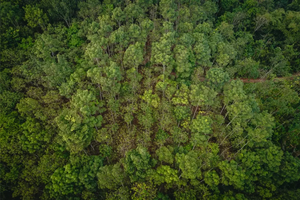Vista aérea de un denso dosel forestal verde con árboles altos y diversos tonos de follaje verde, que se asemejan a los patrones de textura de la banda de rodadura de los neumáticos Schwalbe.