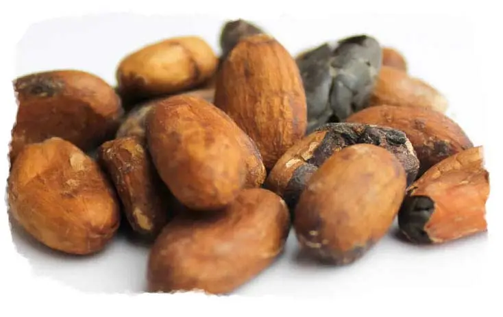 Beans