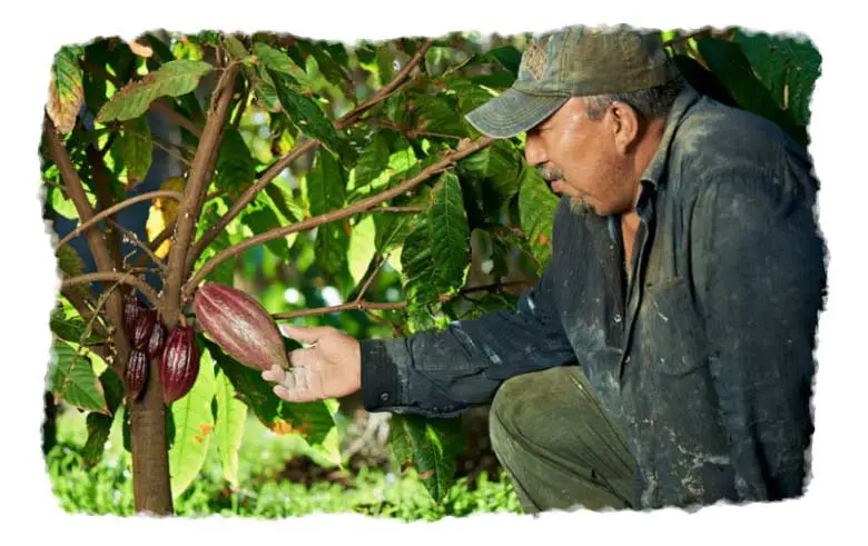 A cacao farmer harvesting a cacao pod