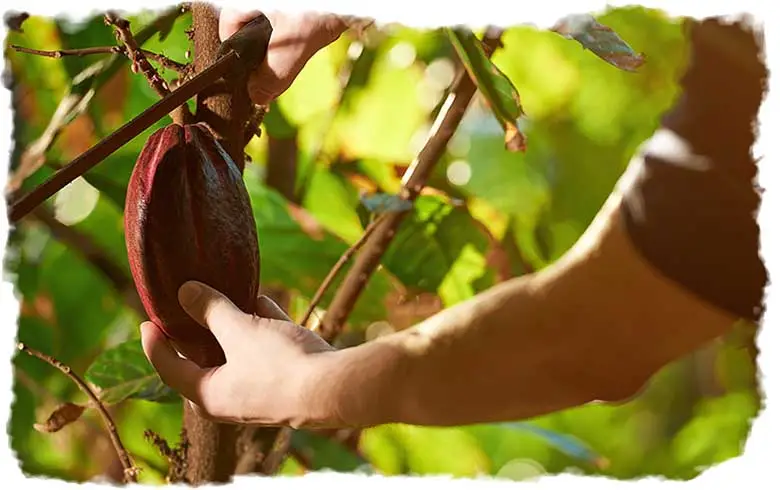 A Farmer harvesting a cacao pod from a tree