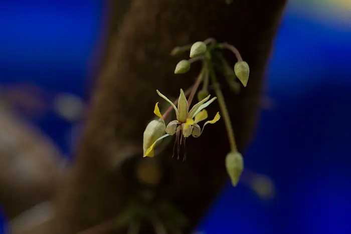 cacao flower growing from the trunk of a cacao tree (cauliflory)