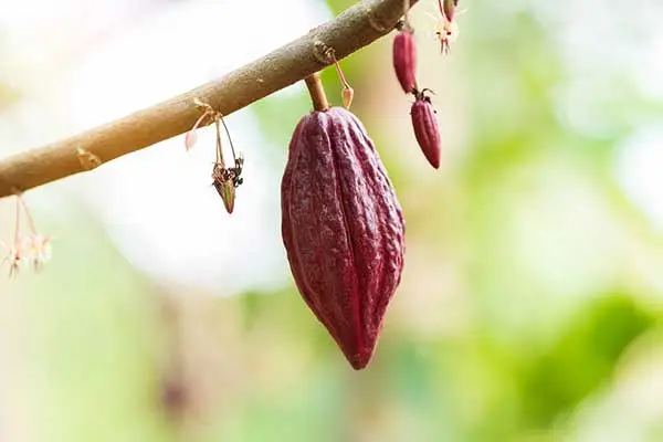 A cacao tree (theobroma cacao) flowers and organic cocoa fruit pods in nature