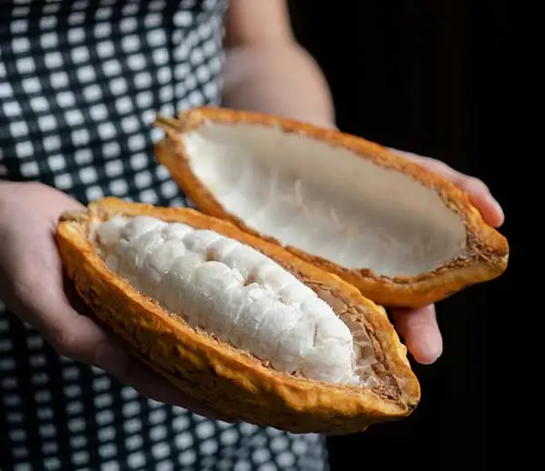 cocoa pod opened up to show the fresh cacao beans inside