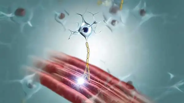 A diagram of the effects of magnesium on muscles and nerves