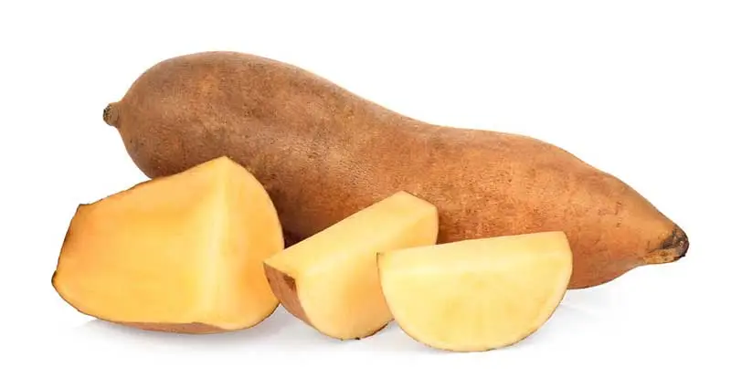 A Yacon tuber
