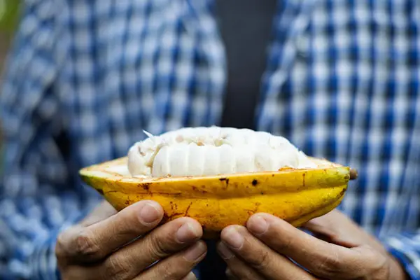 A farmer holding an opened raw organic cacao pod showing fresh beans