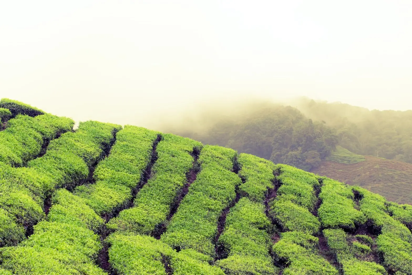 landscape photography of green grass fields