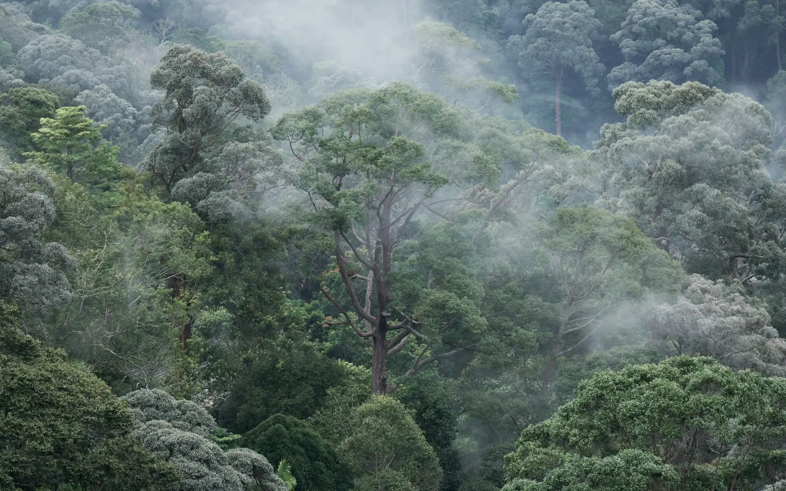 Rainforest Gem: Royal Belum