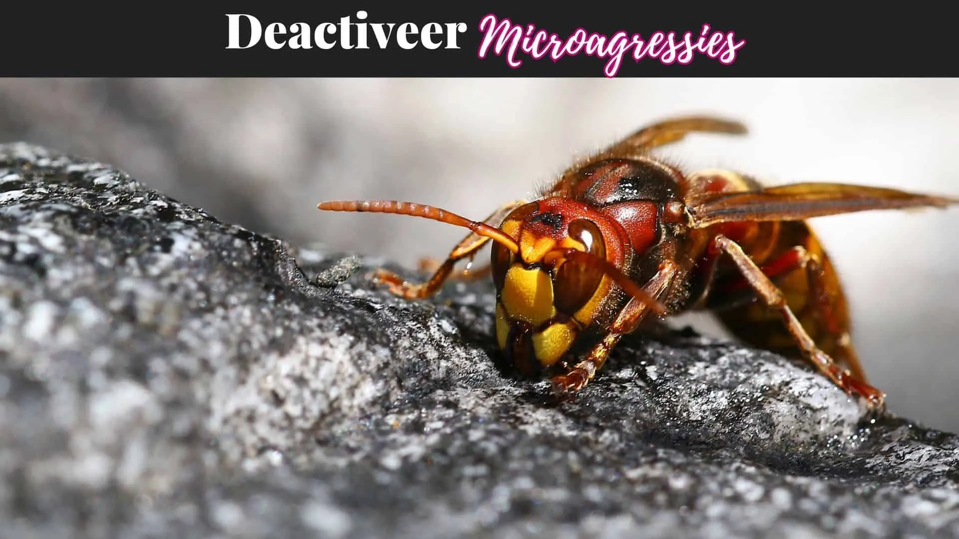 Deactiveer Microagressies Vivian Acquah Inclusie Exclusie Deactiveren van Microagressies training visual