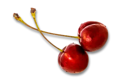 Zwei frische, rote Kirschen aus dem Obsthof Werner in Ingelheim-Heidesheim, freigestellt