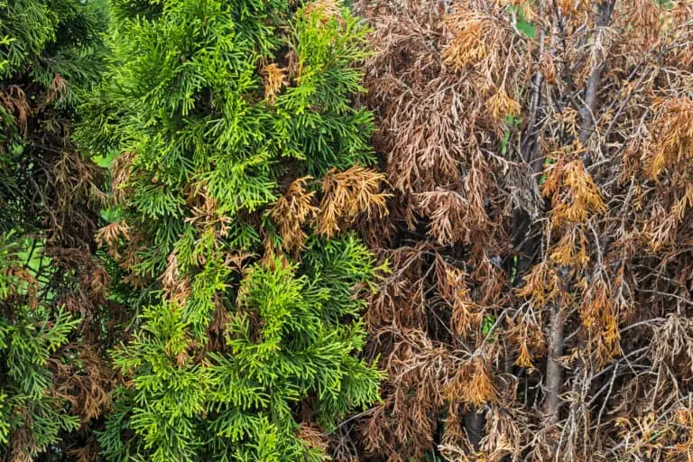 l'entretien et l'élagage de vos arbres