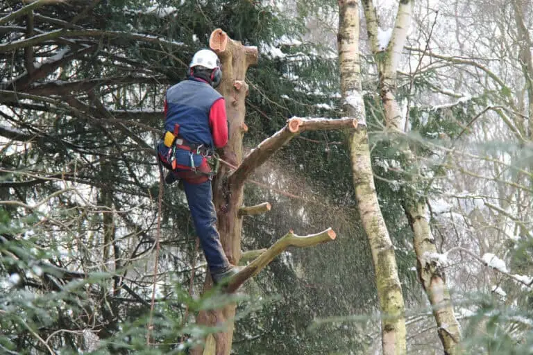 Working Lumberjack.