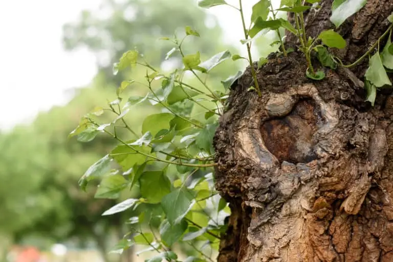 expertise professionnelle pour la santé optimale de vos arbres
