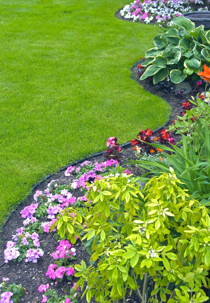 Un jardin bien entretenu conçu par le Paysagiste Elagage Albi comprend une pelouse verte, des parterres de fleurs colorés avec des fleurs roses et rouges, un feuillage vert luxuriant et une bordure de jardin noire formant des bordures incurvées.