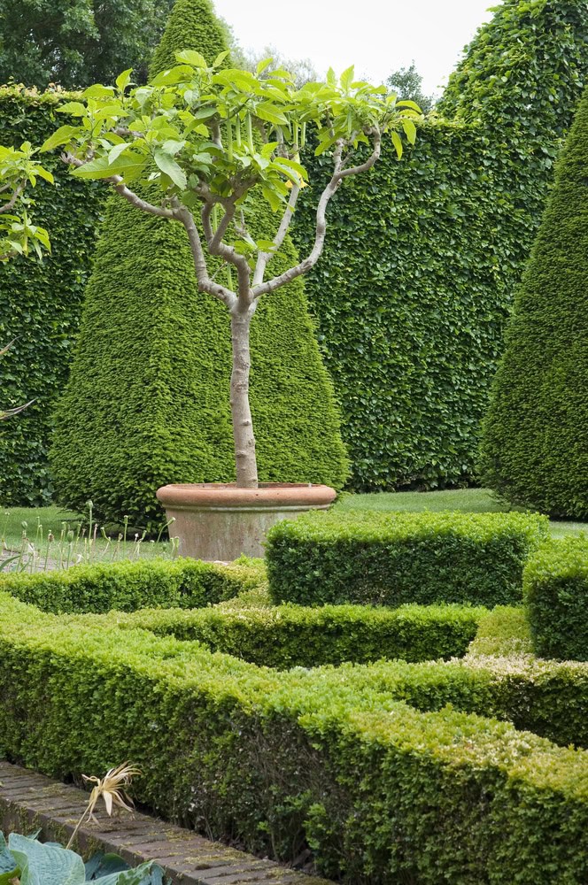 Un jardin soigneusement aménagé avec des haies bien entretenues, un petit arbre en pot au centre et un grand topiaire en forme de cône à l'arrière-plan offre une ambiance tranquille. Veuillez nous contacter pour plus d'informations.