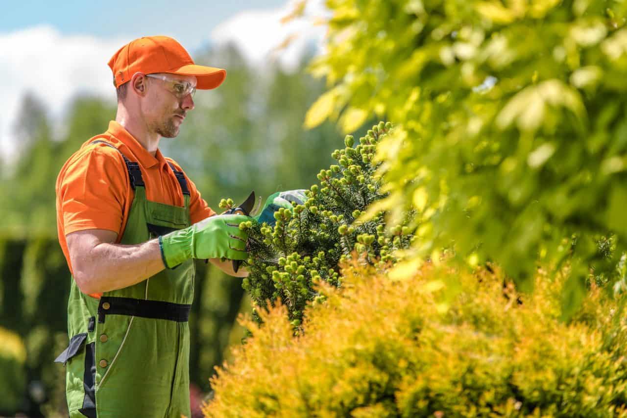 Un jardinier en tenue de travail orange et verte taille un arbuste dans un jardin bien entretenu par une journée ensoleillée.