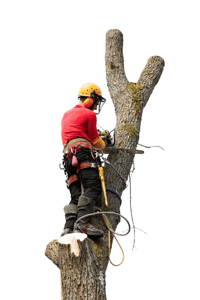 Un ouvrier en tenue de sécurité du Paysagiste Elagage Albi utilise une tronçonneuse pour couper une grosse branche d'arbre en se tenant debout sur le tronc.