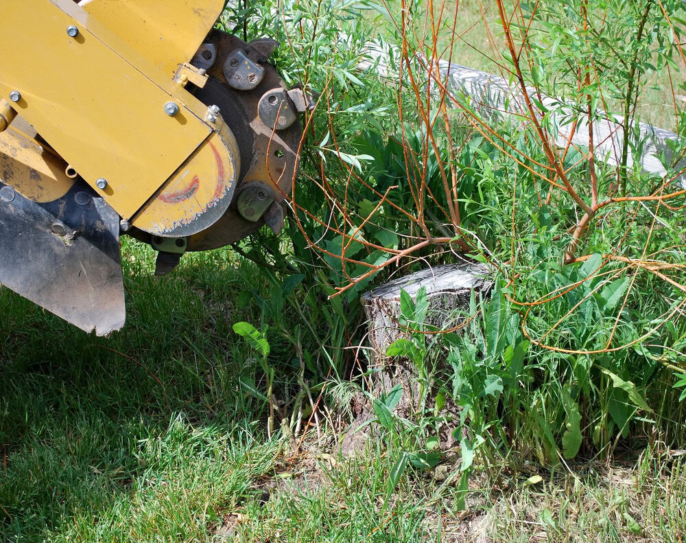 Une dessoucheuse, conduite de main de maître par le Paysagiste Elagage Albi, coupe une souche d'arbre entourée d'herbes et de plantes luxuriantes.