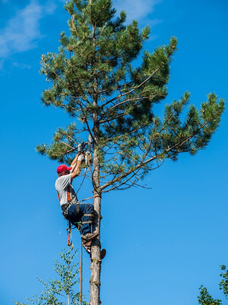 Une personne portant un casque rouge et un équipement de sécurité, du Paysagiste Elagage Albi, utilise une tronçonneuse tout en grimpant de manière experte sur un grand pin sur un ciel bleu clair.