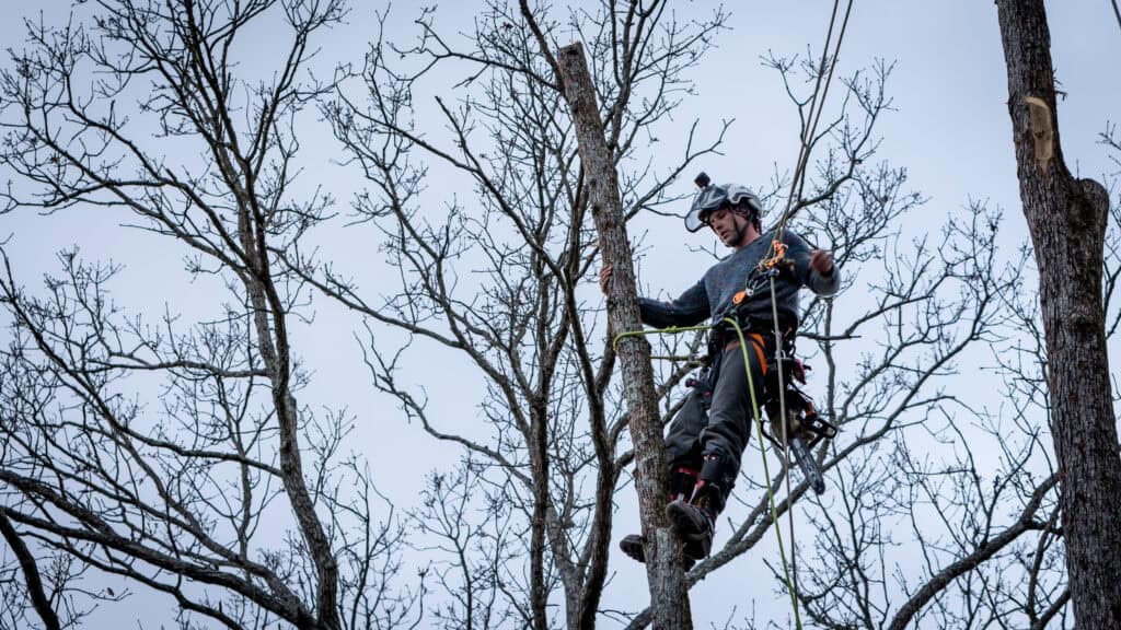 Un élagueur à Labruguière en tenue de protection et casque grimpe à un arbre à l'aide de cordes par temps nuageux.