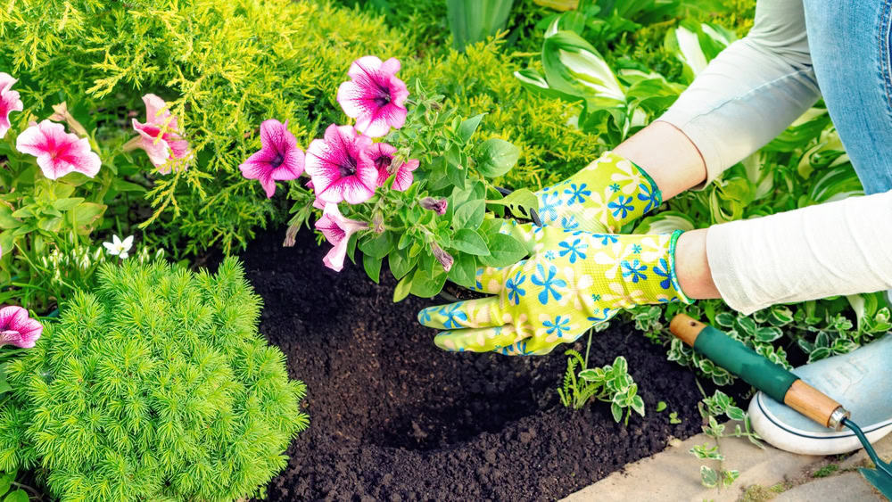 Une personne portant des gants floraux plante des fleurs roses dans un parterre de jardin entouré d'une verdure luxuriante, démontrant le soin méticuleux et l'expertise du Service de jardinage à Albi.