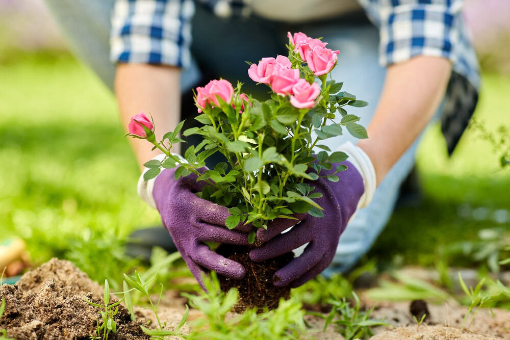 Une personne portant des gants violets plante un petit rosier aux fleurs roses dans un jardin, témoignant des soins minutieux prodigués par le Service de jardinage à Albi.