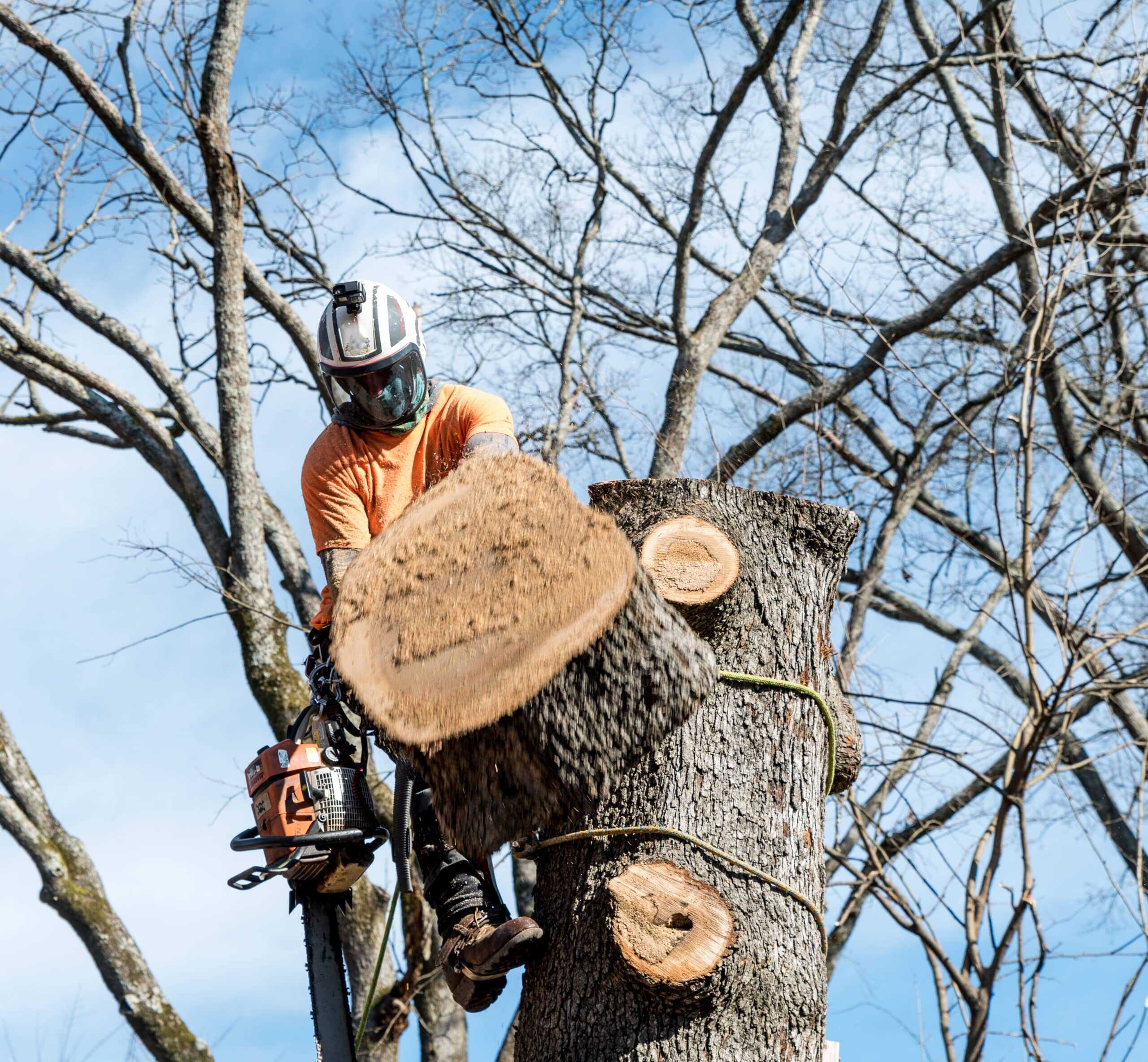 Comment choisir le bon élagueur pour vos arbres