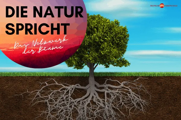 Wissenschaftler erklären, wie Bäume durch ein uraltes Anderswelt-Netzwerk miteinander sprechen - Bäume sprechen miteinander