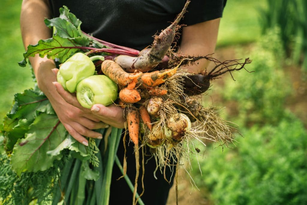 Récolte au Potager d'entreprise
