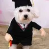 Bachelor degree