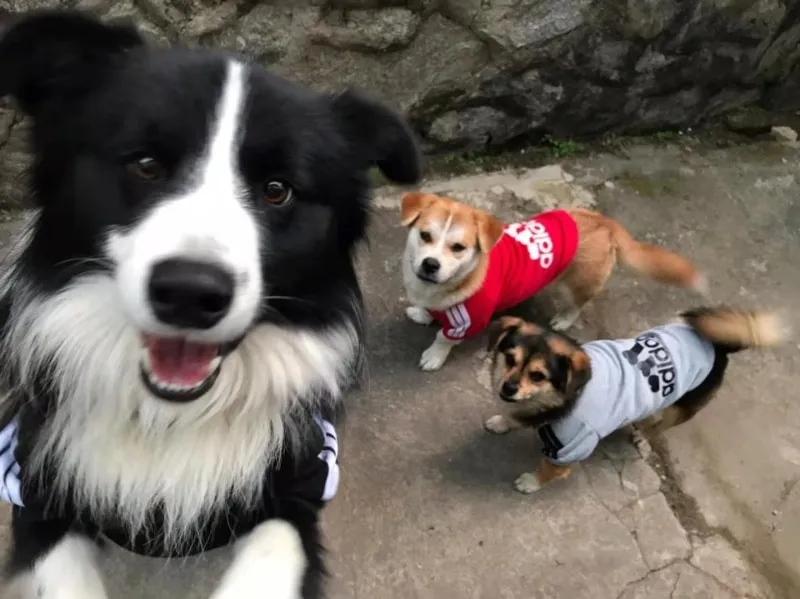 קפוצ’ון לכלב אדידוג Adidog – להלביש את כלבכם בסטייל! קפוצ’ון לכלב אדידוג Adidog – להלביש את כלבכם בסטייל!