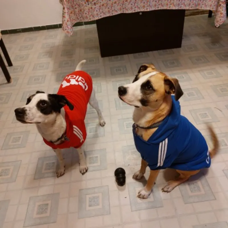⁦קפוצ’ון לכלב אדידוג Adidog – להלביש את כלבכם בסטייל!⁩ – תמונה ⁦4⁩