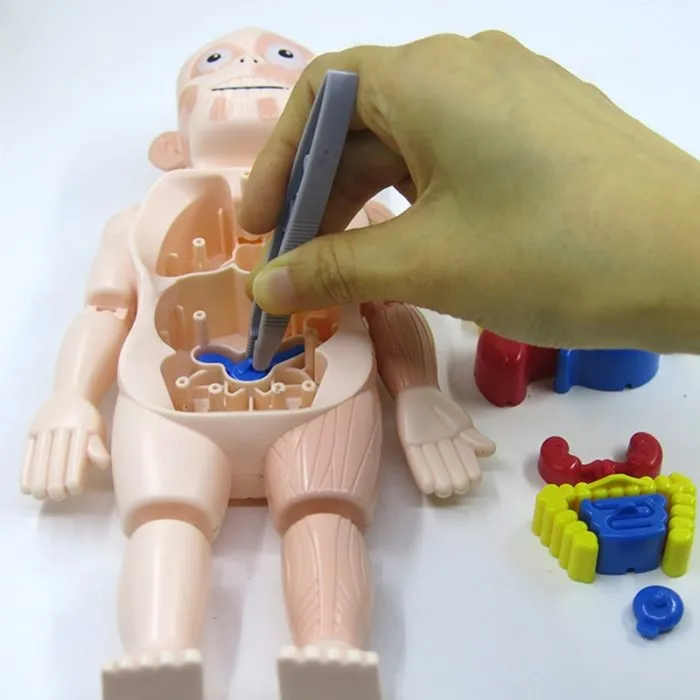 בובת פאזל גוף האדם תלת מימדית לילדים – לימוד בכיף – תמונה 5