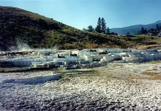 yellowstone_mammoth_hot_springs_wapitits_auf_sinterterasse Wapiti-Hirsche liegen auf Sinterterrassen bei Mammoth Hot Springs, Yellowstone-Nationalpark