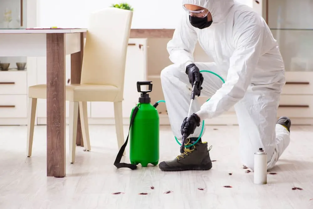 Pest Inspections for VA Loans - Sprint Funding